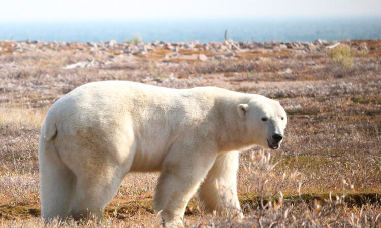 Osos polares en riesgo de morir de hambre debido a pérdida de hielo marino