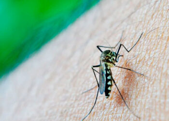 Declaran epidemia de dengue en Río de Janeiro ante alarmante aumento de casos en Brasil