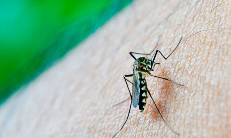 Declaran epidemia de dengue en Río de Janeiro ante alarmante aumento de casos en Brasil