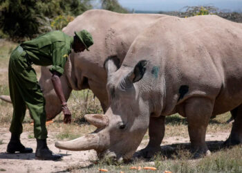 Aumenta la caza de rinocerontes en Sudáfrica: 499 ejemplares abatidos en 2023