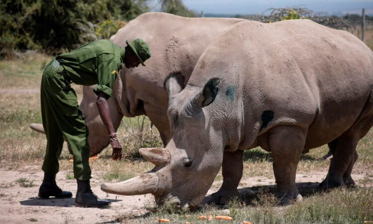 Aumenta la caza de rinocerontes en Sudáfrica: 499 ejemplares abatidos en 2023