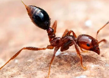 Aduanas chinas interceptan cargamento de hormigas potencialmente peligrosas