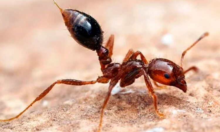 Aduanas chinas interceptan cargamento de hormigas potencialmente peligrosas