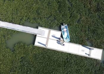 Buscan rescatar lagunas del sur de Tamaulipas de Planta de Lirio