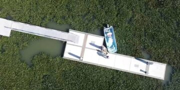 Buscan rescatar lagunas del sur de Tamaulipas de Planta de Lirio