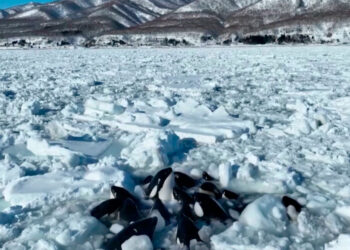 Orcas atrapadas en un bloque de hielo en Japón