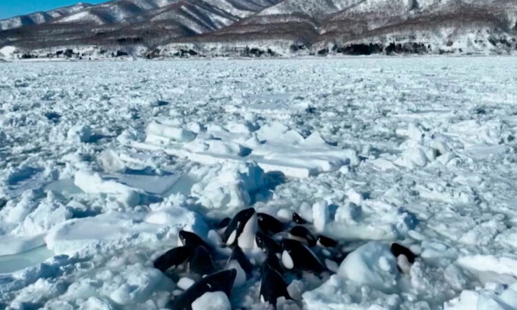 Orcas atrapadas en un bloque de hielo en Japón