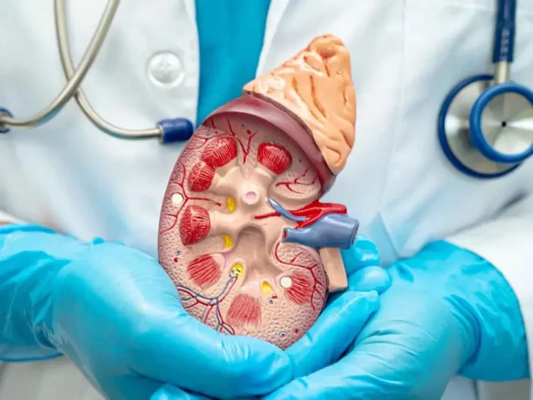 En el Día Mundial del Riñón resaltan importancia de detectar enfermedades renales a tiempo