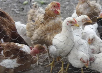 Detectan brote de influenza aviar de alta patogenicidad en Huetamo, Michoacán