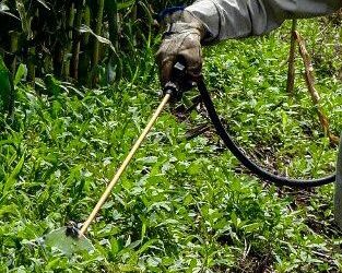 Aval del Gobierno de México al glifosato hace más productivo al campo: UMFFAAC