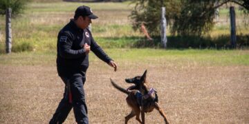 Estudiante de la UAT aporta su experiencia en adiestramiento canino al servicio comunitario