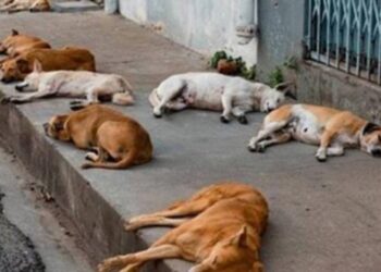 Gobiernos municipales deben atender a animales abandonados en vía pública