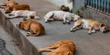 Gobiernos municipales deben atender a animales abandonados en vía pública