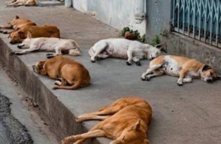 Gobiernos municipales deben atender a animales abandonados en vía pública
