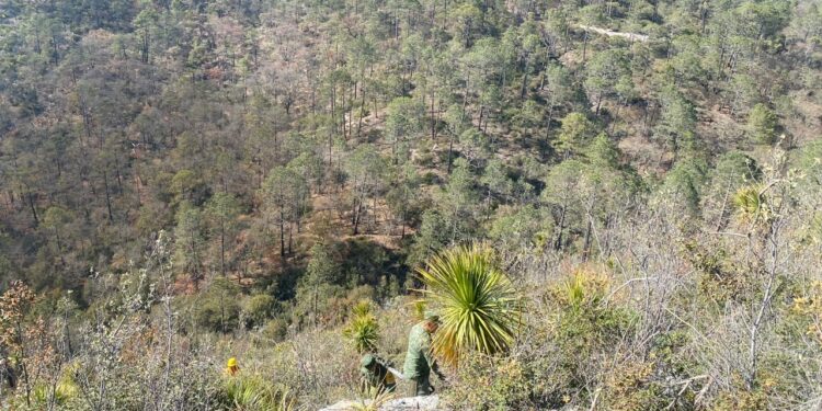 Apoya SEDENA en combate a incendio forestal