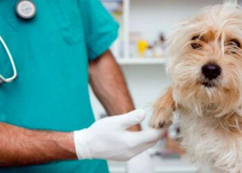 Estudio revela: Humanos transmiten más virus a animales que al revés