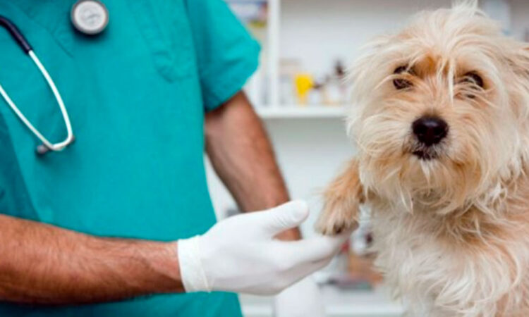 Estudio revela: Humanos transmiten más virus a animales que al revés