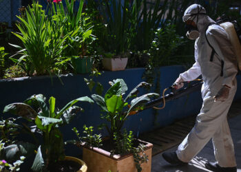 Se espera la peor temporada de dengue en la historia de América Latina, alerta la OPS