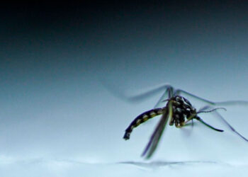 Brasil alcanza récord histórico de casos de dengue: más de 1,88 millones de contagios