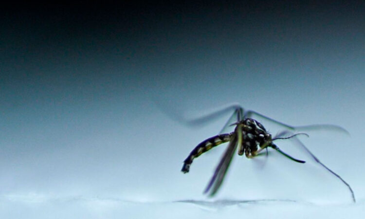 Brasil alcanza récord histórico de casos de dengue: más de 1,88 millones de contagios