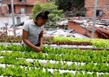 Proyecto de agricultura urbana cultiva esperanza en la Comuna 13 de Medellín