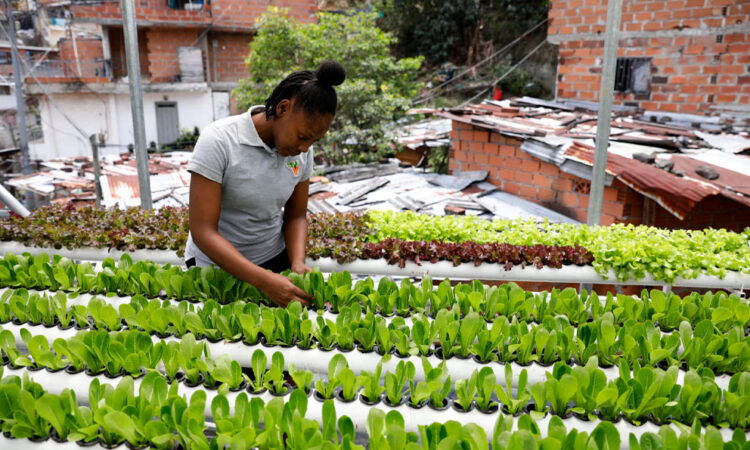 Proyecto de agricultura urbana cultiva esperanza en la Comuna 13 de Medellín