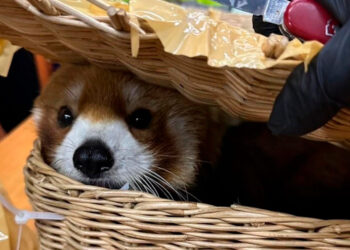 Seis arrestados en Bangkok por intentar contrabandear panda rojo y otros animales silvestres