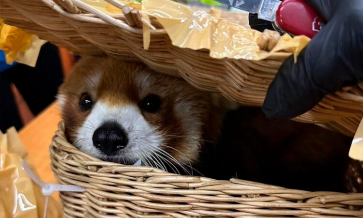 Seis arrestados en Bangkok por intentar contrabandear panda rojo y otros animales silvestres