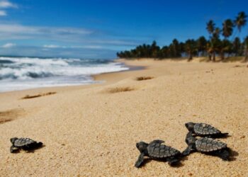 Liberación de tortugas en Acapulco: una experiencia inolvidable