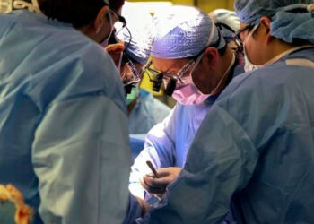 Historia de esperanza: realizan con éxito primer trasplante de riñón de cerdo a humano en el mundo