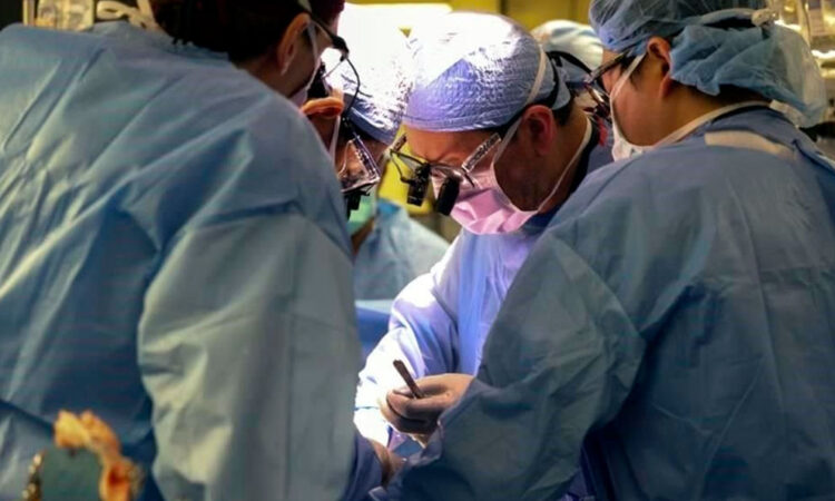 Historia de esperanza: realizan con éxito primer trasplante de riñón de cerdo a humano en el mundo