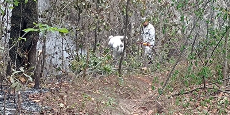 Controlan incendio forestal en Hidalgo