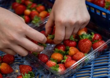 Alerta sanitaria: Detección de Hepatitis A en fresas de Marruecos despierta preocupación en España