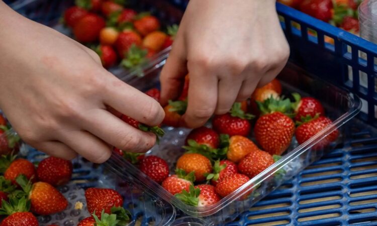 Alerta sanitaria: Detección de Hepatitis A en fresas de Marruecos despierta preocupación en España
