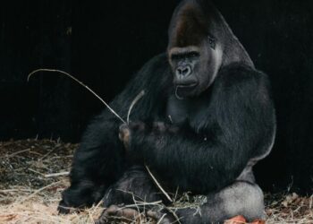 Gorila espalda plateada ersigue a cuidadores en el Zoológico de Fort Worth