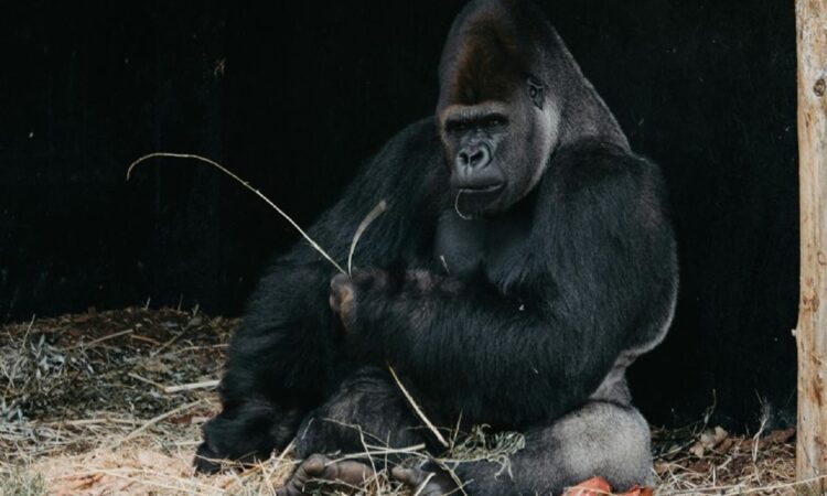 Gorila espalda plateada ersigue a cuidadores en el Zoológico de Fort Worth