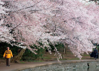 Celebración del festival de los cerezos en flor en Washington