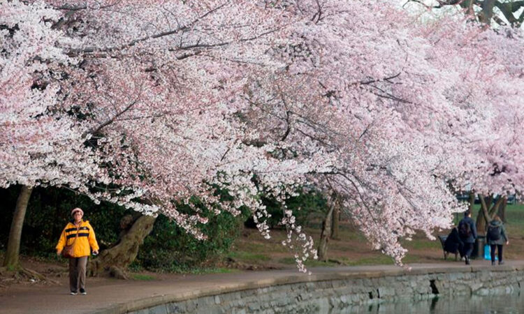 Celebración del festival de los cerezos en flor en Washington