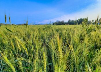 En riesgo soberanía alimentaria si no hay rescate al campo en México