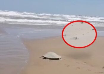 Tortugas salen a desovar a playa Miramar de Cd. Madero