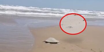 Tortugas salen a desovar a playa Miramar de Cd. Madero