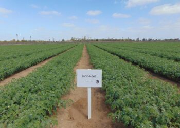 Promueve Agricultura acciones contra plagas del garbanzo
