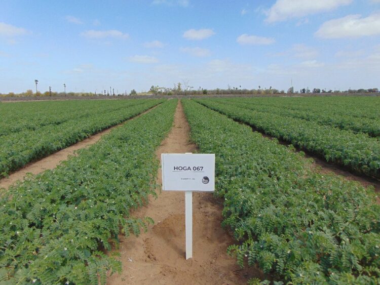 Promueve Agricultura acciones contra plagas del garbanzo