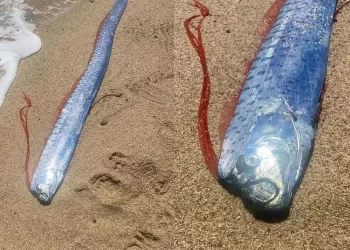 Pez remo aparece en playa de Baja California Sur; temen mal presagio