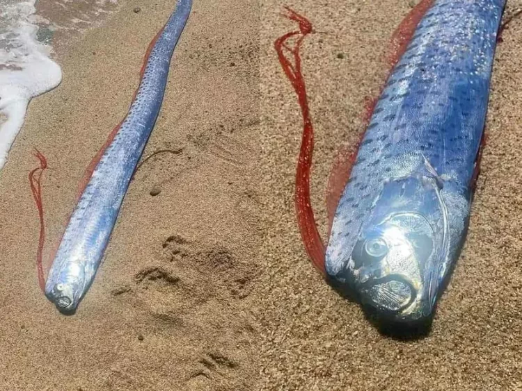 Pez remo aparece en playa de Baja California Sur; temen mal presagio