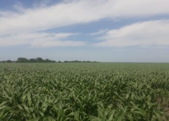 En riesgo por sequía sorgos de “Francisco Villa” y “Glez. Villarreal” en San Fernando