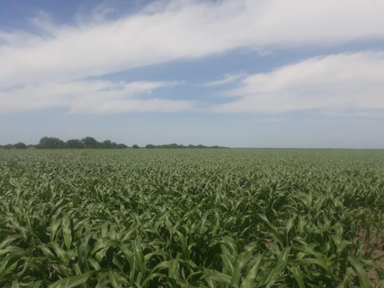 En riesgo por sequía sorgos de “Francisco Villa” y “Glez. Villarreal” en San Fernando