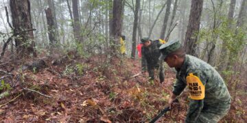 Militares trabajan en sofocar incendio forestal en Ejido “El Olmo” de Güémez