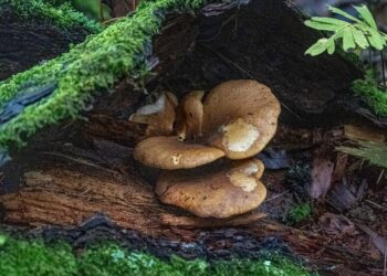 Estudia Chapingo propiedades nutracéuticas de hongos comestibles