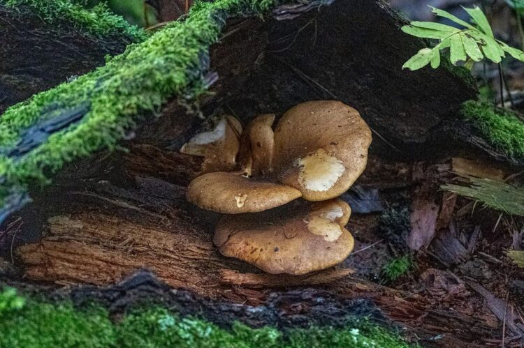 Estudia Chapingo propiedades nutracéuticas de hongos comestibles